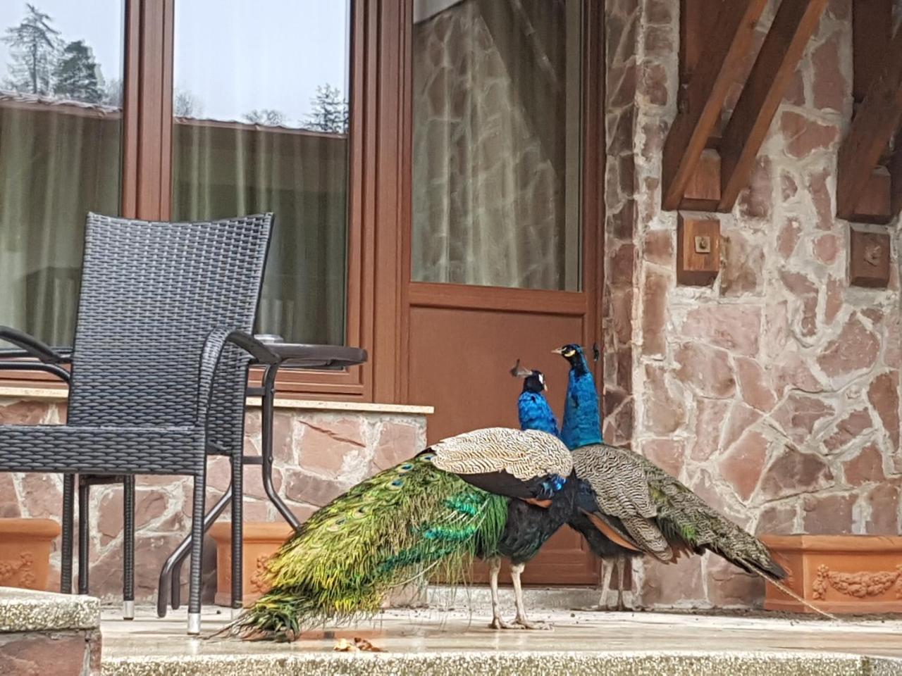 Hotel Esprit Braşov Eksteriør billede